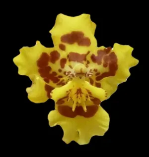 – WILS. Pacific Passage ‘Peach Cobbler’ – Impressive Yellow Blooms with Reddish Patterning, Easy to Grow, NOT in-Bud/Bloom When Shipped