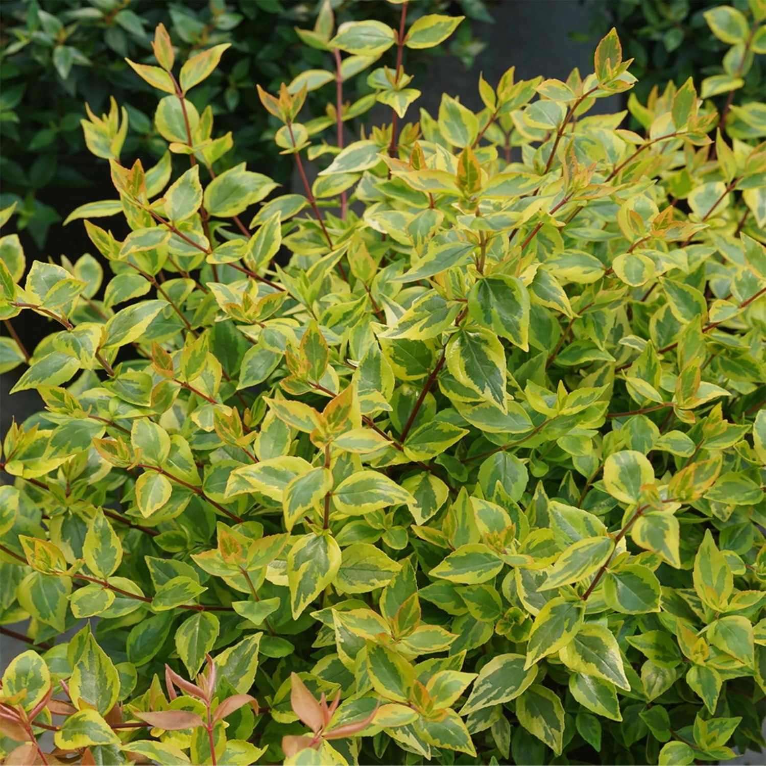 Brilliantina™ Abelia - 4" Pot - Proven Winners