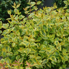 Brilliantina™ Abelia - 4" Pot - Proven Winners