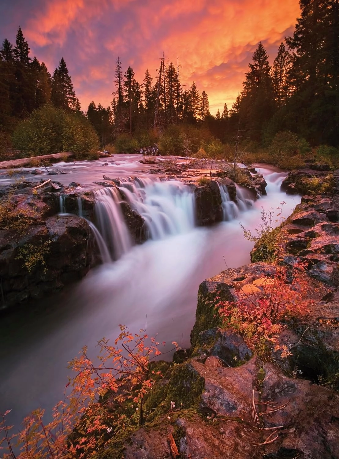 Buffalo Games - Gold - Pacific Northwest Hue - 1000 Piece Jigsaw Puzzle for Adults - Challenging Puzzle Perfect for Game Nights - Finished Puzzle Size is 26.75 x 19.75