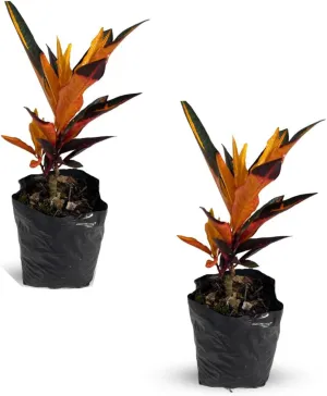 Crotton Peach (2-Pack) by LEAL PLANTS ECUADOR | Vibrant Tropical Evergreen Indoor Plant | Natural Décor | Low Maintenance Houseplant for Bright Spaces | Live Decorative Croton Plant Live