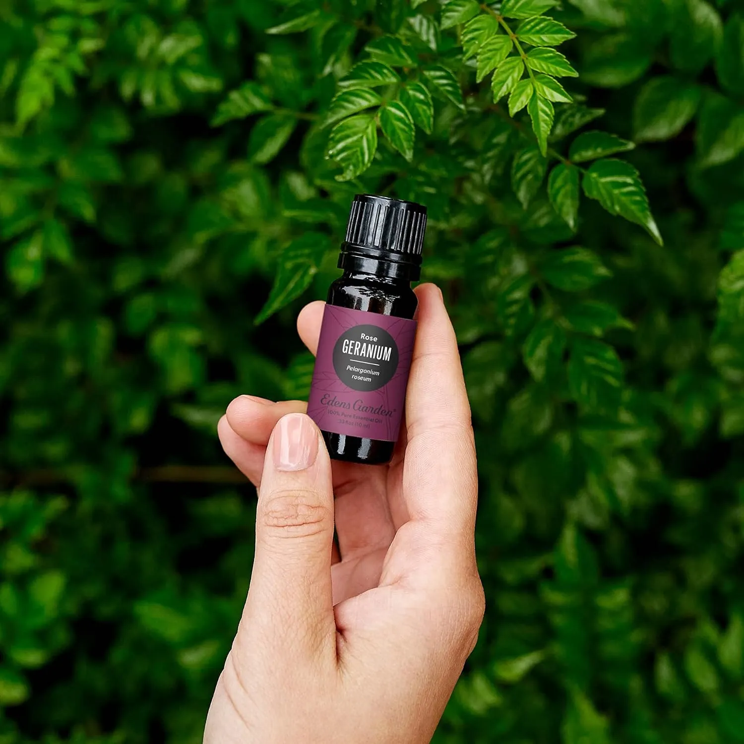 Edens Garden Geranium- Rose Essential Oil, 100% Pure Therapeutic Grade (Undiluted Natural/Homeopathic Aromatherapy Scented Essential Oil Singles) 30 ml
