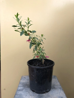 Eremophila 'Mallee Lipstick'