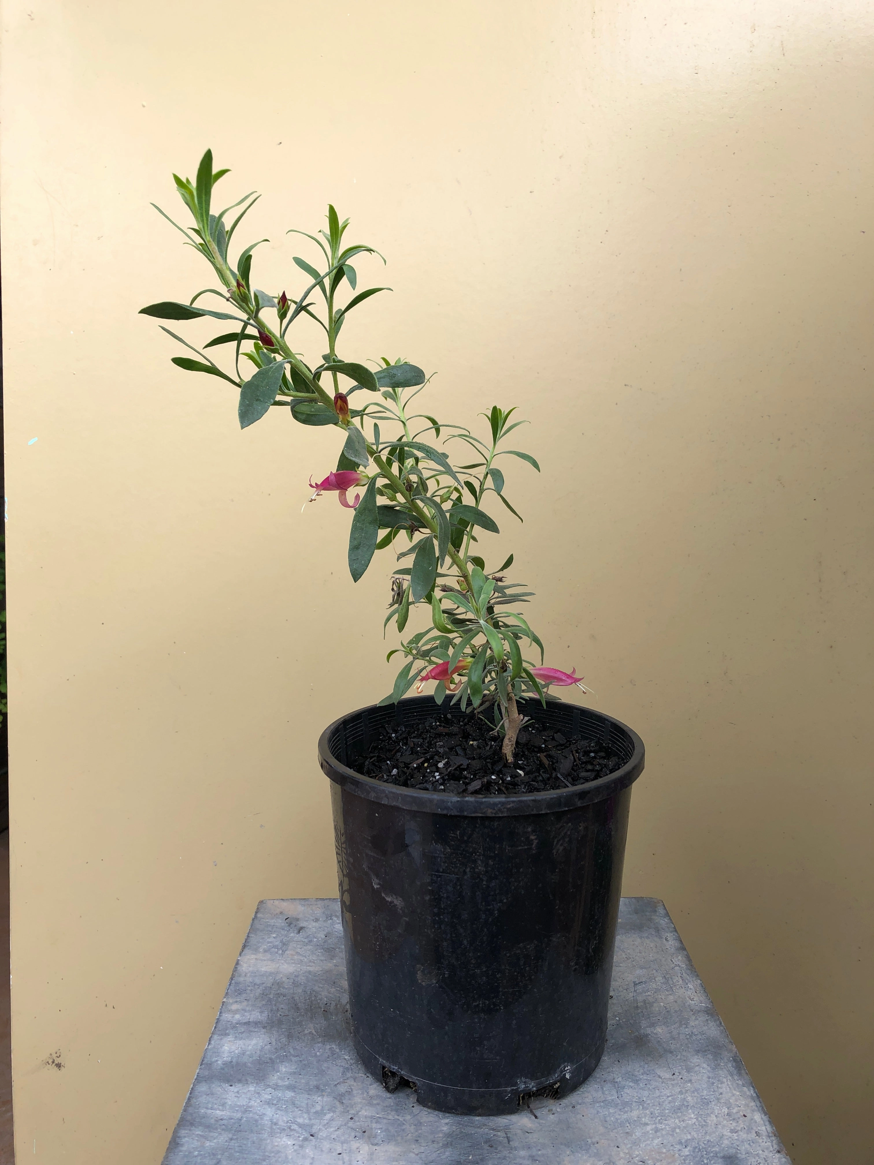 Eremophila 'Mallee Lipstick'