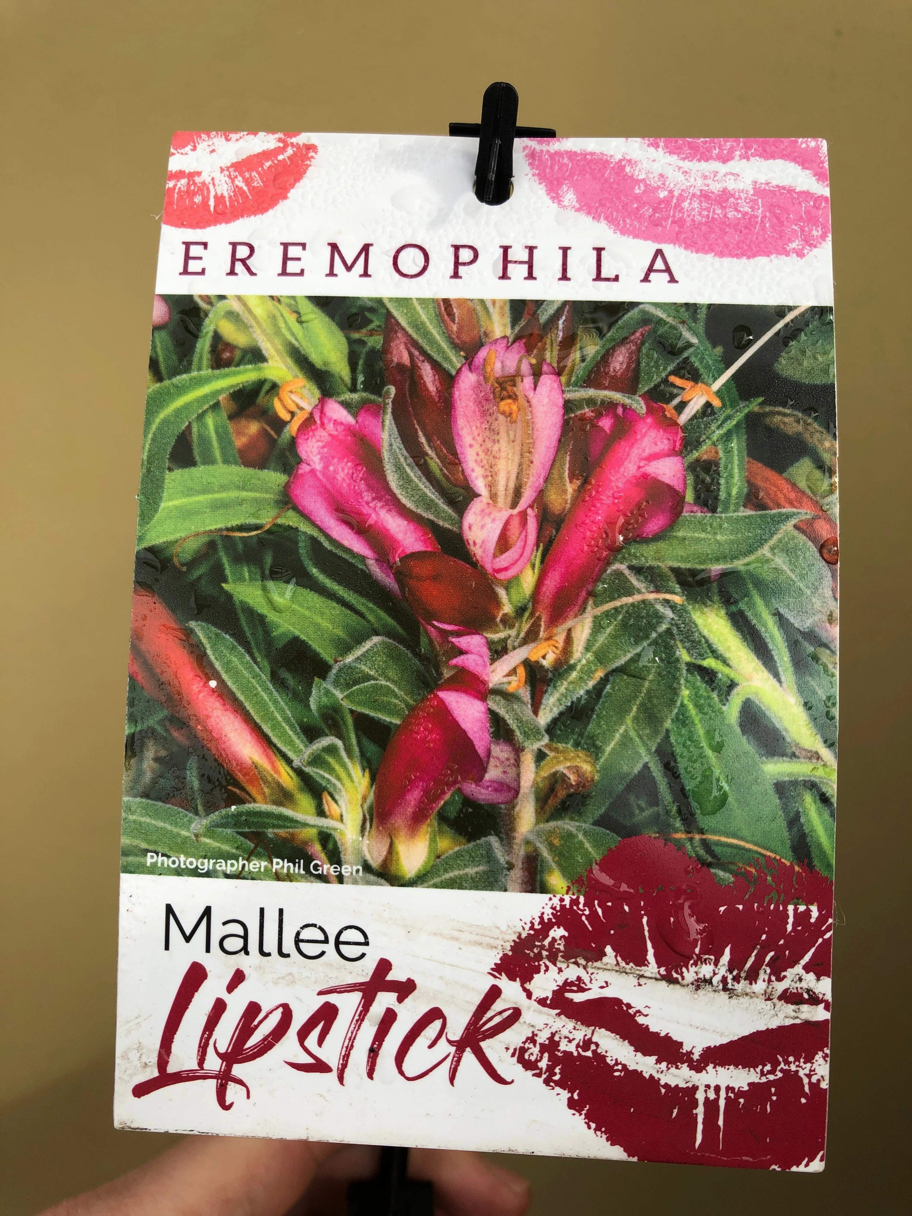 Eremophila 'Mallee Lipstick'