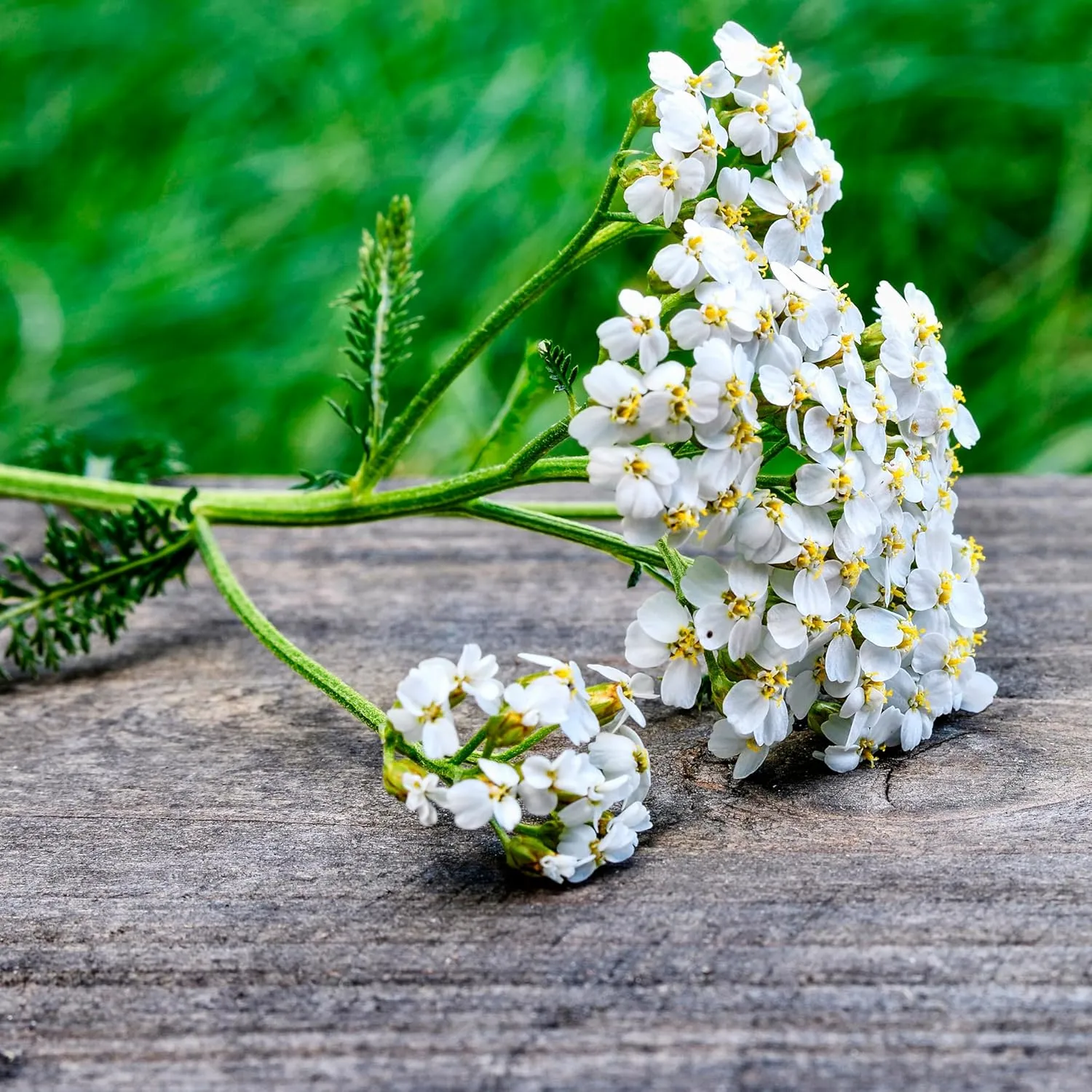 Essences Bulgaria Organic Yarrow Essential Oil 1/3 Fl Oz | 10ml | Achillea millefolium | 100% Pure and Natural | Undiluted | Therapeutic Grade | Family Owned Farm | Steam-Distilled | Non-GMO | Vegan