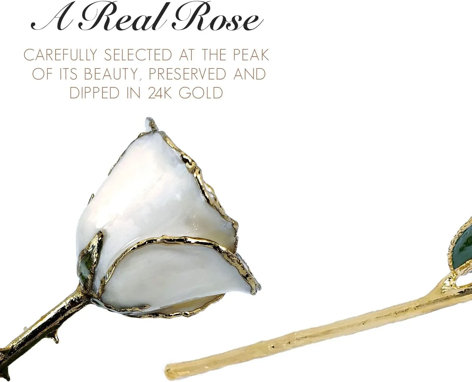 Forever Rose 24K Limited Edition Gold Dipped White Pearl Rose, The June Birthstone, A Unique & Everlasting Real Rose Hand Dipped in 24K Gold, 11” to 12”