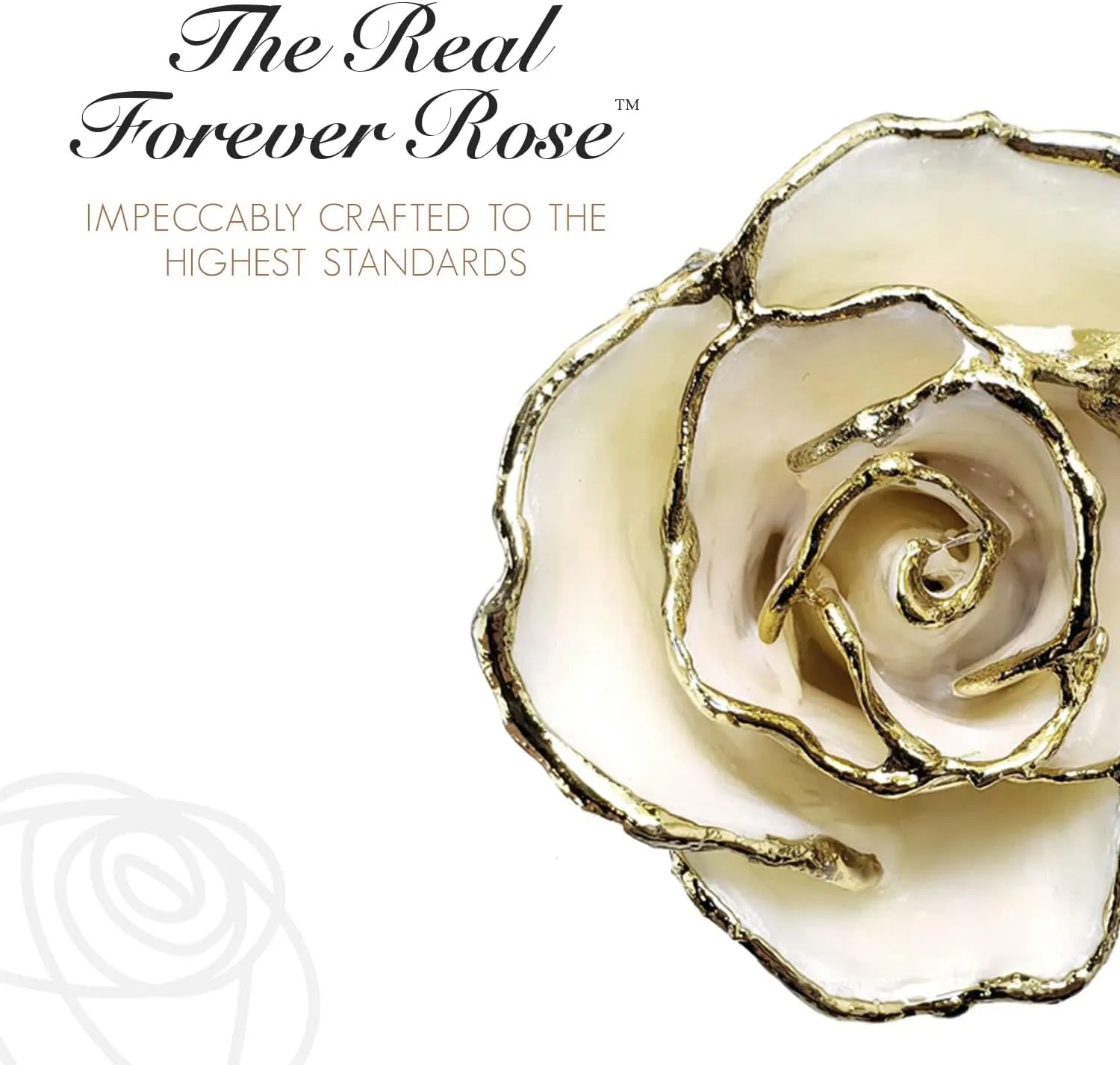Forever Rose 24K Limited Edition Gold Dipped White Pearl Rose, The June Birthstone, A Unique & Everlasting Real Rose Hand Dipped in 24K Gold, 11” to 12”