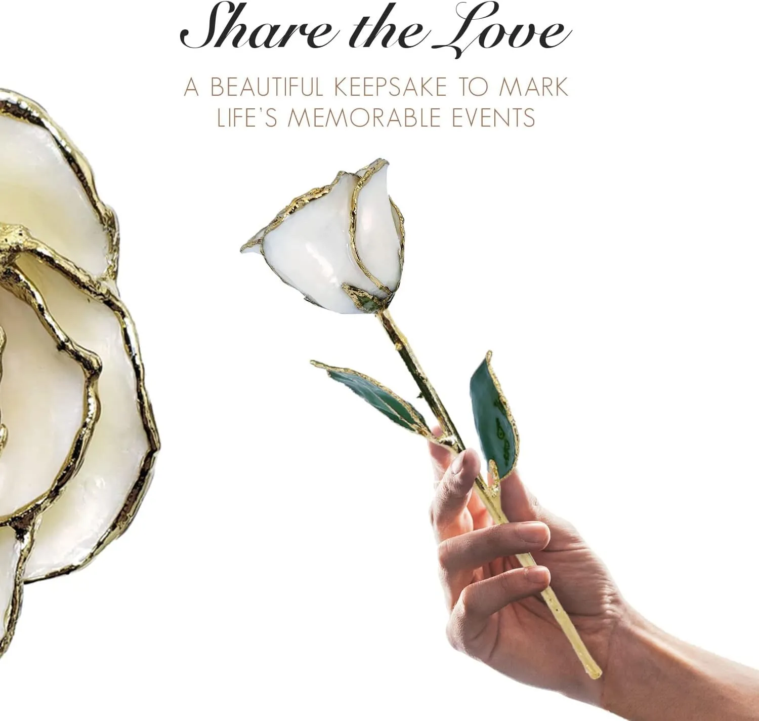 Forever Rose 24K Limited Edition Gold Dipped White Pearl Rose, The June Birthstone, A Unique & Everlasting Real Rose Hand Dipped in 24K Gold, 11” to 12”