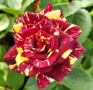 Ma Cherie Roses - Abracadabra Rose - 1 Gallon Rose - Live Plant Ready to Plant