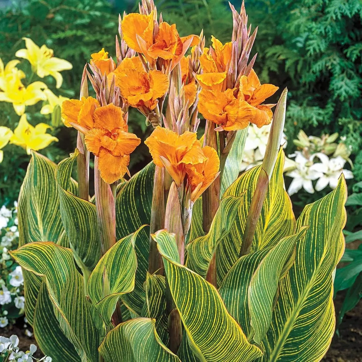Pretoria Canna Lily Bulbs - Perennial Canna Lily, Bold and Dramatic Effects in Any Garden - Long Blooming, Versatile, Attract Pollinators - Low Maintenance Plants (3 Pack)