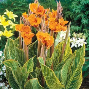 Pretoria Canna Lily Bulbs - Perennial Canna Lily, Bold and Dramatic Effects in Any Garden - Long Blooming, Versatile, Attract Pollinators - Low Maintenance Plants (3 Pack)