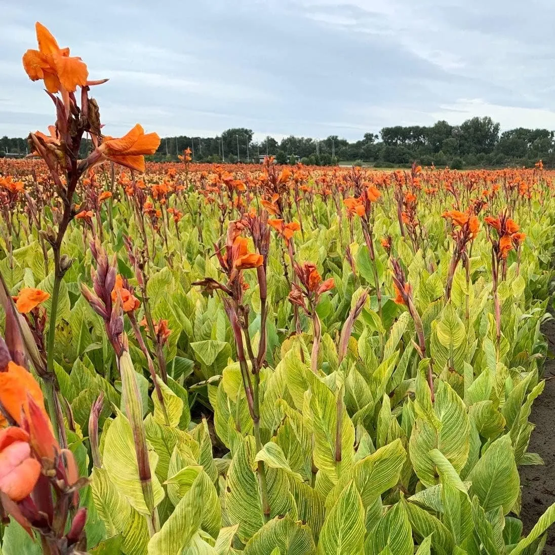 Pretoria Canna Lily Bulbs - Perennial Canna Lily, Bold and Dramatic Effects in Any Garden - Long Blooming, Versatile, Attract Pollinators - Low Maintenance Plants (3 Pack)