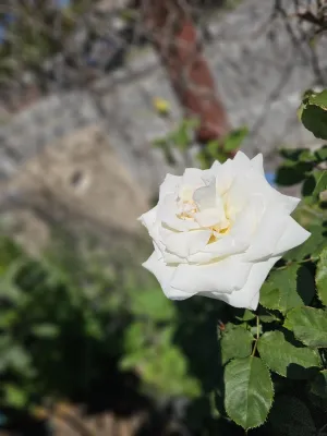 Rose Tree, Live Flowering Plant, 4-5 ft Tall, Reblooming All Year, 5 Gallon Pot ('Pope John Paul II' is a White Hybrid Tea Rose, 5 Gallon)