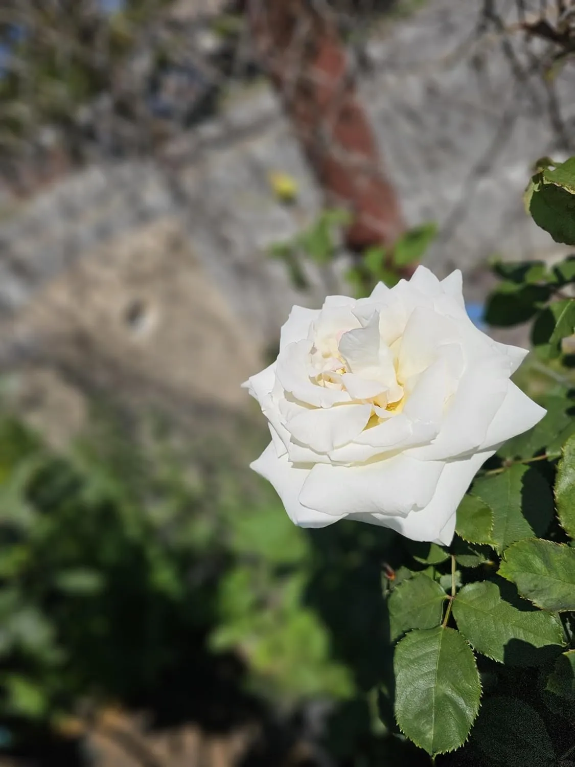 Rose Tree, Live Flowering Plant, 4-5 ft Tall, Reblooming All Year, 5 Gallon Pot ('Pope John Paul II' is a White Hybrid Tea Rose, 5 Gallon)