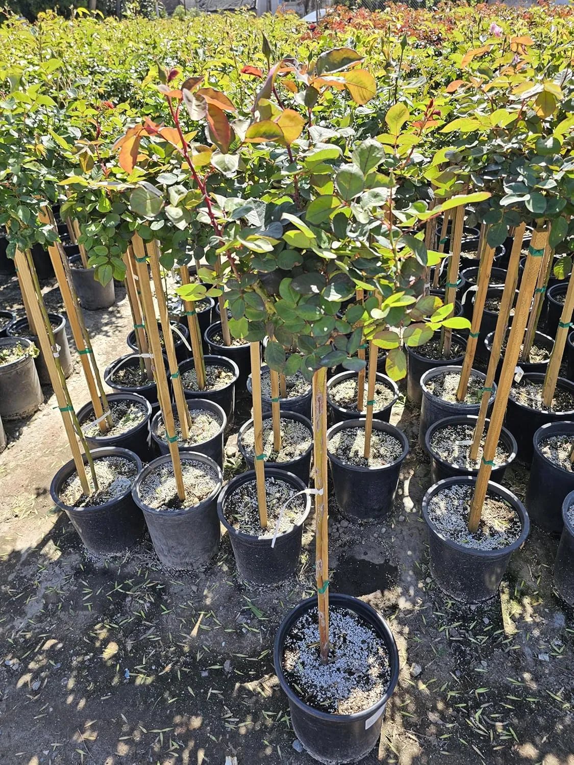 Rose Tree, Live Flowering Plant, 4-5 ft Tall, Reblooming All Year, 5 Gallon Pot ('Pope John Paul II' is a White Hybrid Tea Rose, 5 Gallon)