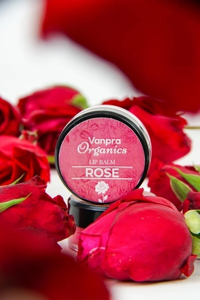 Rose Lip Balm Infused with Castor Oil, Shea Butter, Coconut Oil, Cocoa Butter, and Vitamin E|Moisturizing Lip Balm for Dry Lips 10gm Pack Of 1