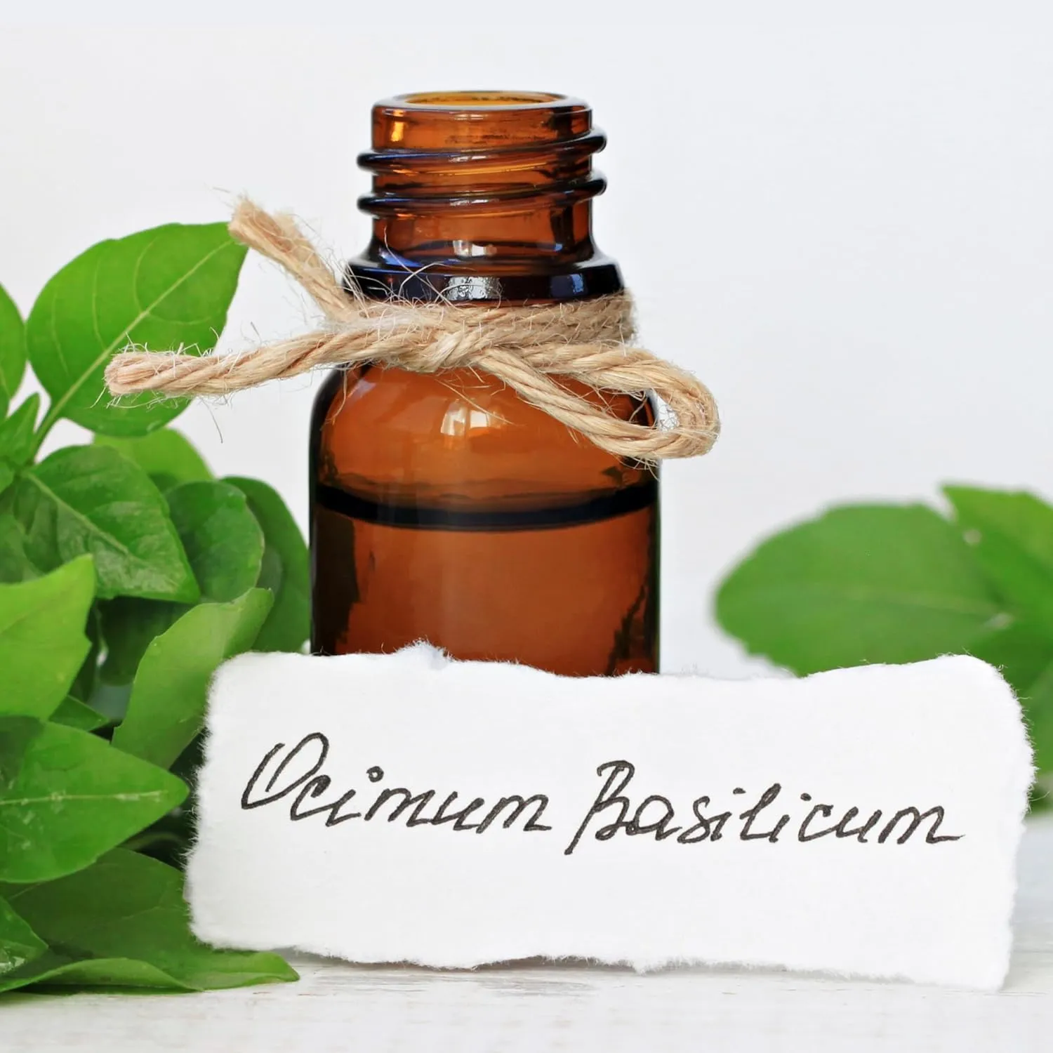 Set Hair Repair Organic Essential Oils | Basil (10ml)   Rosemary (10ml)   Clary Sage (5ml) | 100% Pure and Natural | Undiluted | Therapeutic Grade | Family-Owned Farm | Non-GMO | 3pcs