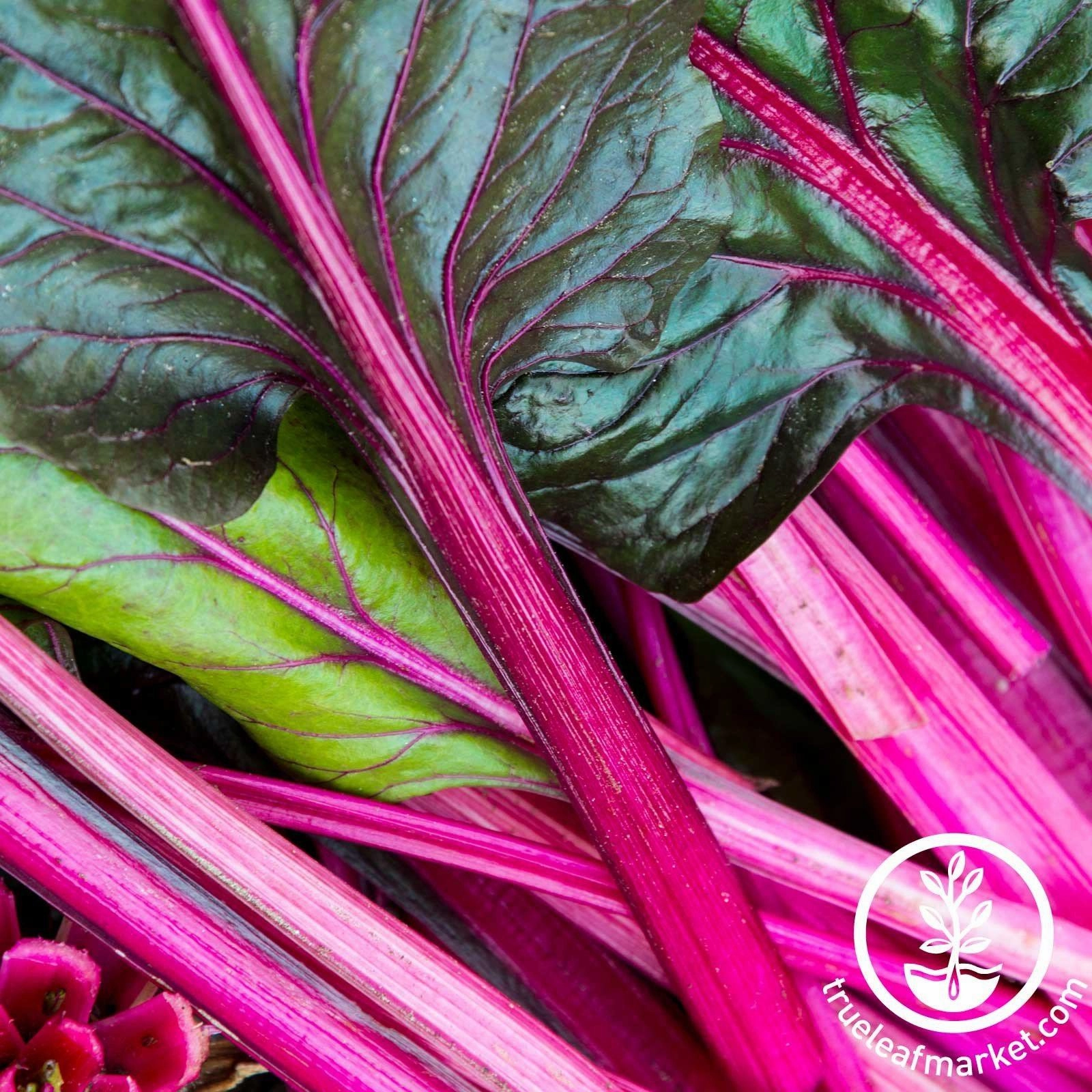 Swiss Chard - Pink Lipstick - Microgreens Seeds