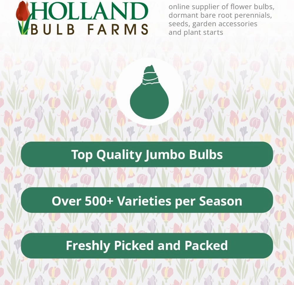 White Tiger Lily Flower Bulbs - 3 Bulbs Per Package - Attracts Butterflies and Hummingbirds - Good as Cut Flowers - Naturalizing - Perennializing