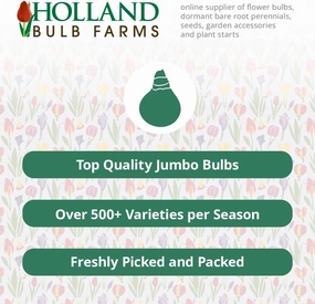 White Tiger Lily Flower Bulbs - 3 Bulbs Per Package - Attracts Butterflies and Hummingbirds - Good as Cut Flowers - Naturalizing - Perennializing